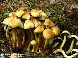 Світ грибів України » Hypholoma fasciculare, Опеньок несправжній  сірчано-пластинчастий